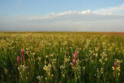 tall grass prairie